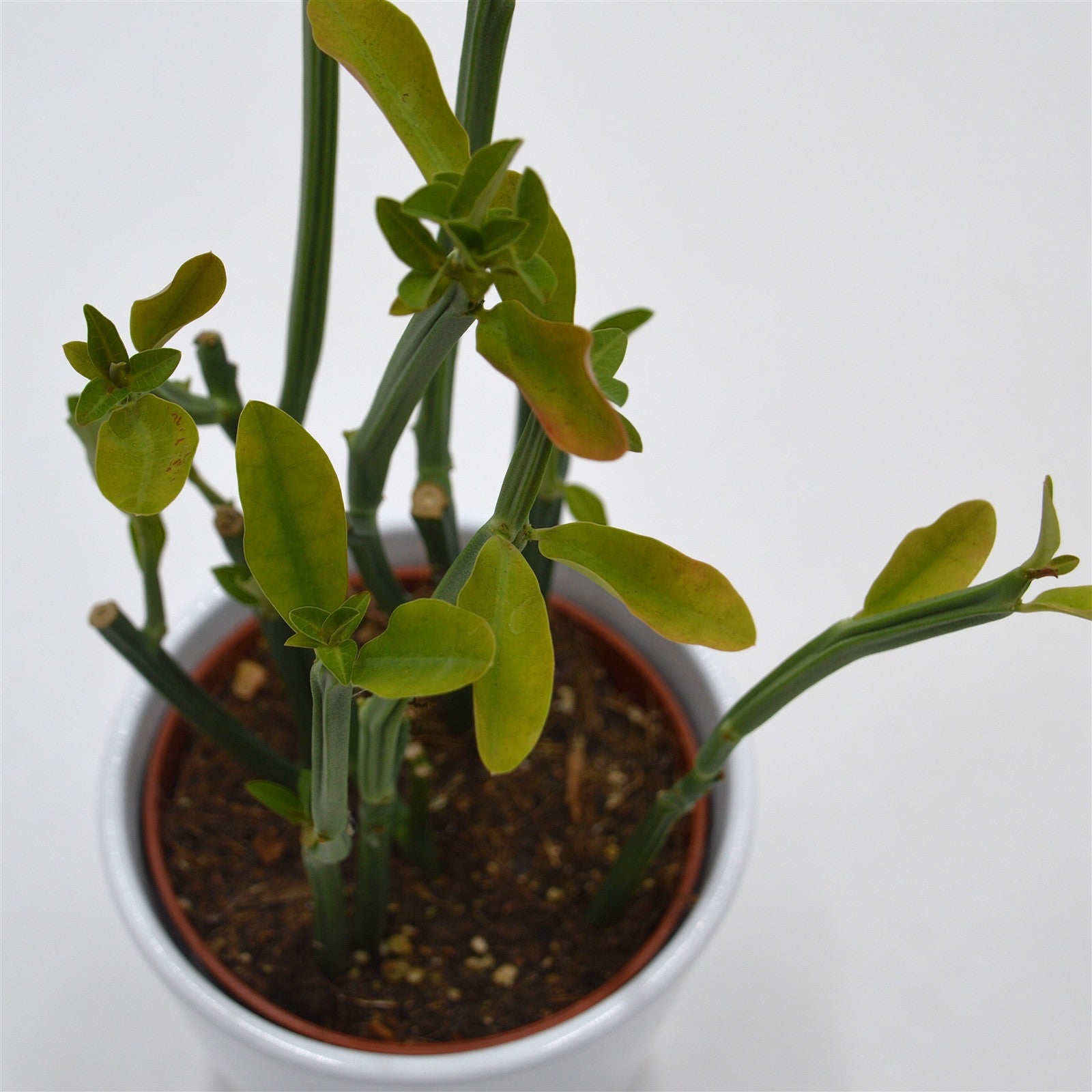 pasiora-euphorbia-phosphorea-sukkulente-10-5-cm-topf image 3