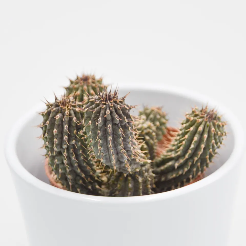pasiora-hoodia-gordonii-sukkulente-im-8-5cm-topf image 1