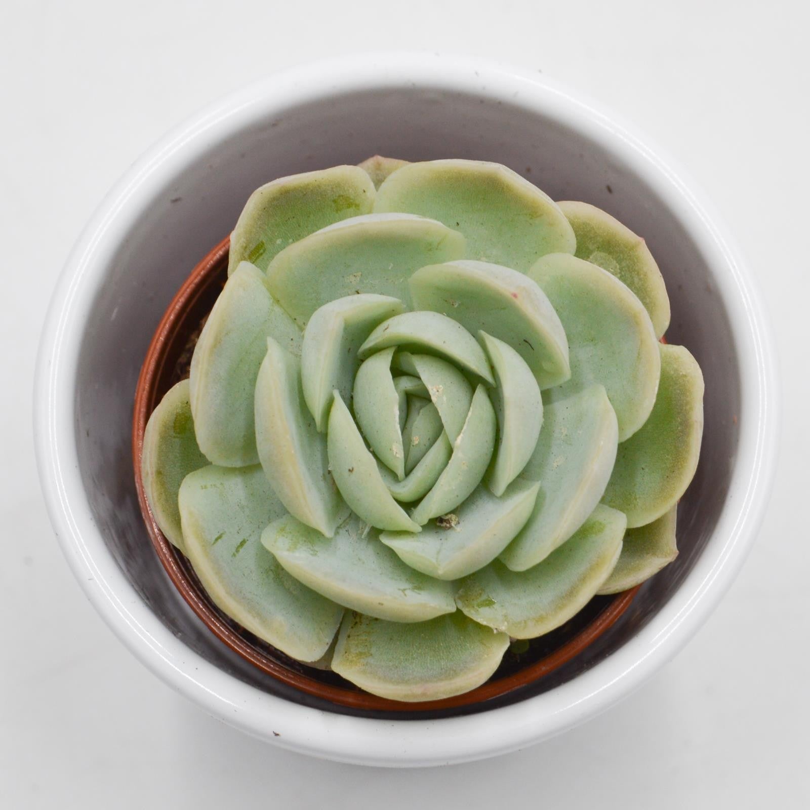 pasiora-echeveria-elegans-sukkulente-im-5-5cm-topf image 4