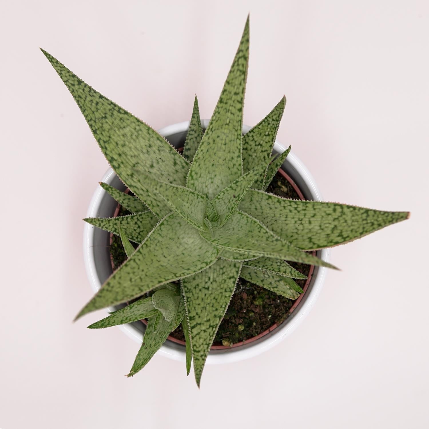 pasiora-aloe-rauhii-snowflake-sukkulente-10-5cm image 1