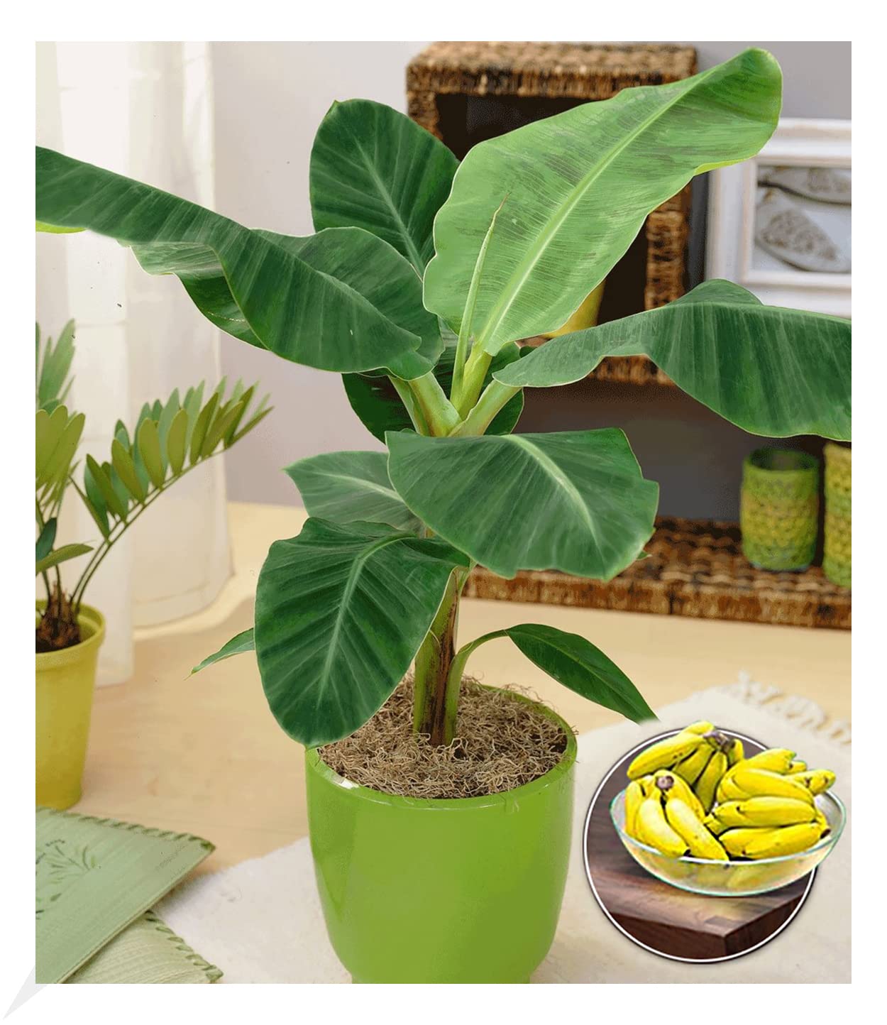 baldur-garten-musa-banana-tropicana-pflanze-im-12-cm-topf image 1