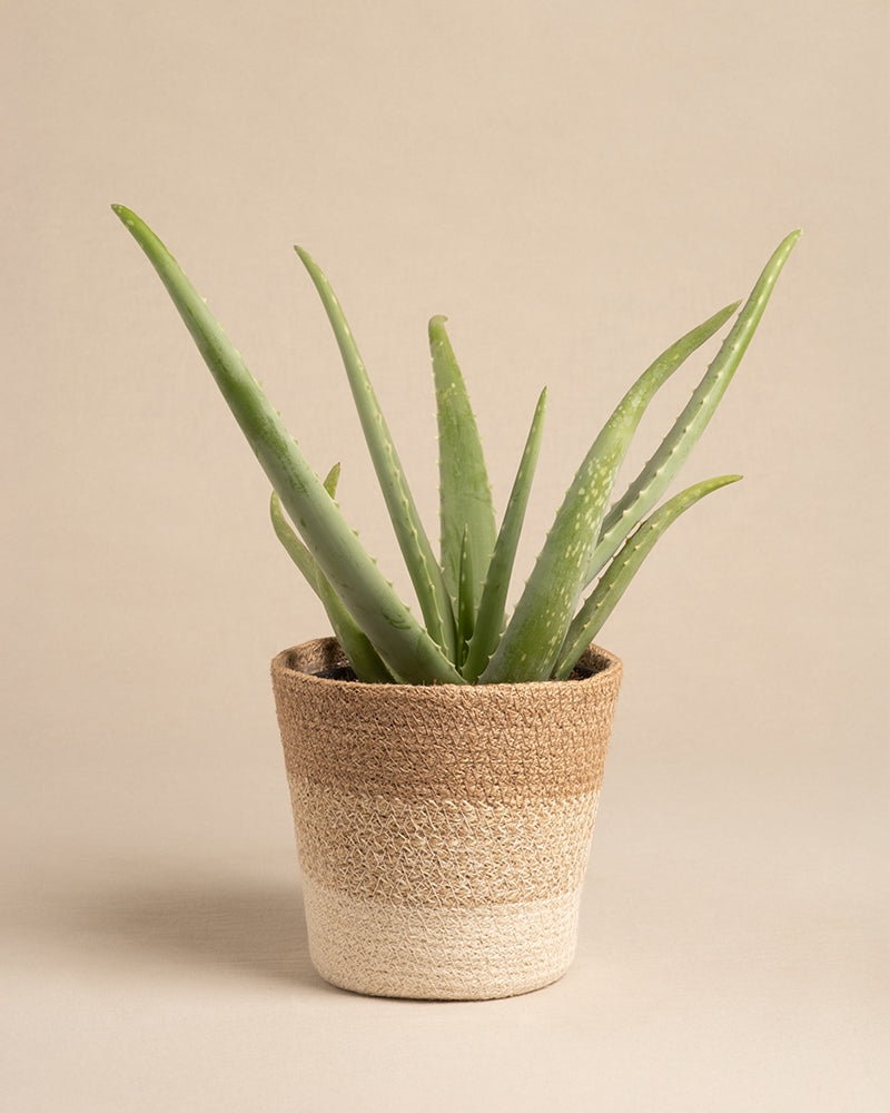 feey-lapis-pflanzenkorb-aus-jute-16-cm image 7