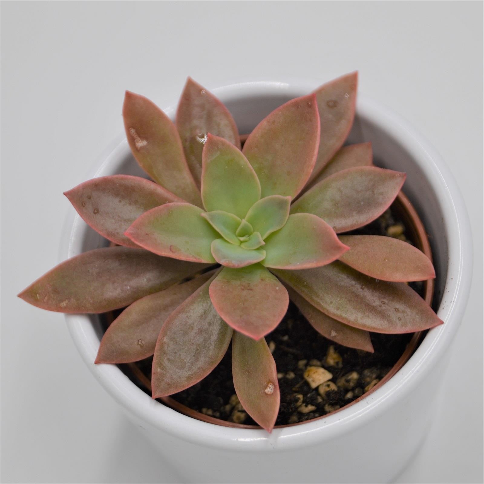pasiora-echeveria-rosea-6cm-sukkulente image 1