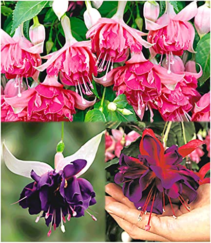 baldur-garten-riesen-fuchsien-rarit-ten-kollektion-6-pflanzen-deep-purple-voodoo image 3