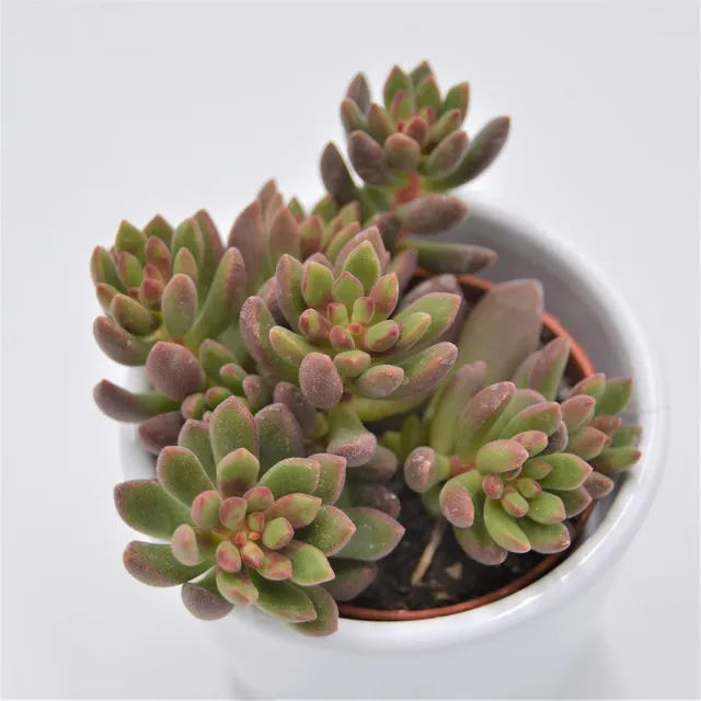 pasiora-sedum-pork-and-beans-sukkulente-5-5-cm-topf image 1