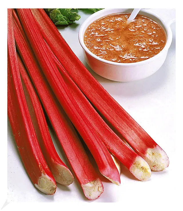 baldur-garten-blut-rhabarber-rheum-rhabarbarum-3-knollen-gr-e-i image 1