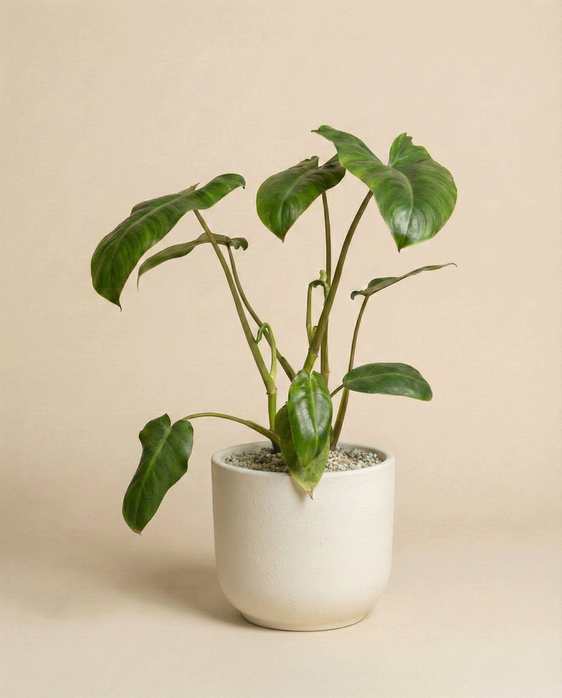 feey-philodendron-paraiso-verde-schweizer-zimmerpflanze image 5