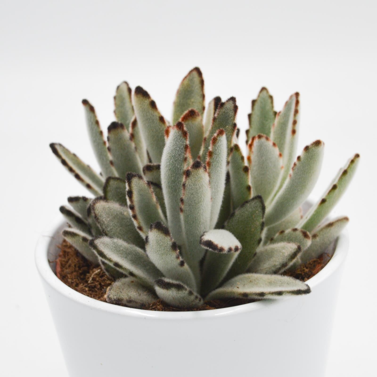 pasiora-kalanchoe-tomentosa-katzenohr-sukkulente-10-5cm-topf image 6