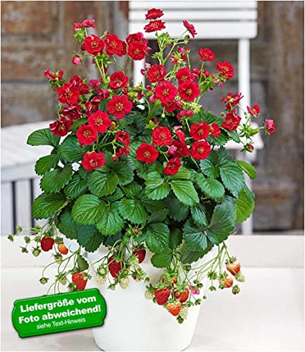 baldur-garten-erdbeere-summer-breeze-rose-3x-pflanzen-im-10-5-cm-topf image 5