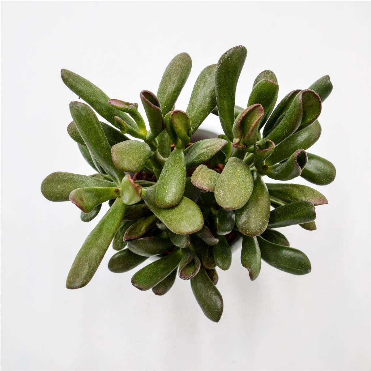pasiora-crassula-hobbit-sunset-sukkulente-8-5-cm-topf image 1