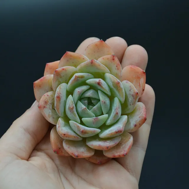 pasiora-echeveria-sarang-sukkulente image 1