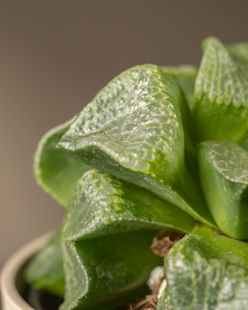 feey-haworthia-retusa-sukkulente-limited-edition-min-2-jahre-alt image 8