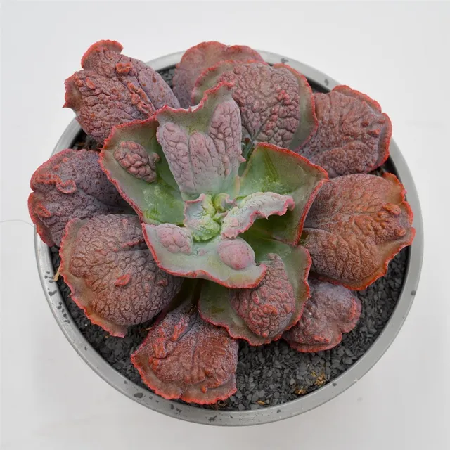 pasiora-echeveria-dick-wright-echeverie-13cm-topf image 1