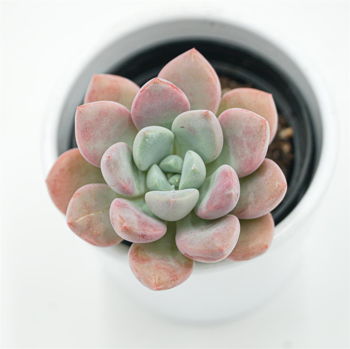 pasiora-echeveria-spotted-deer-sukkulente-6cm-topf image 1