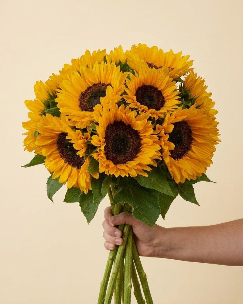 feey-sonnenblumen-schnittblumen-frische-helianthus image 4