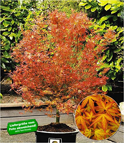 baldur-garten-japanischer-ahorn-katsura-acer-palmatum-12-cm-topf image 7
