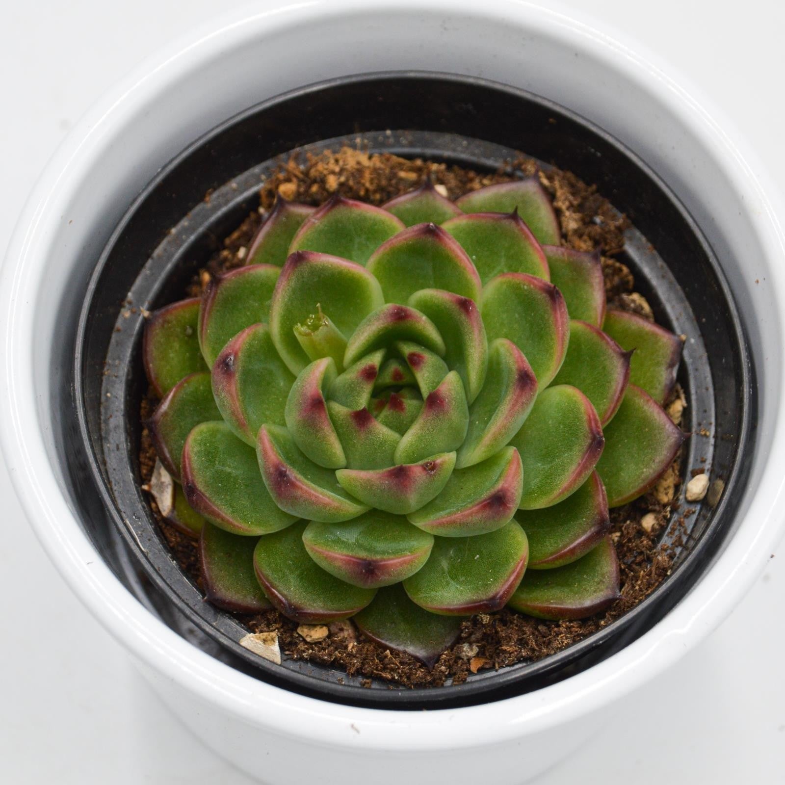 pasiora-echeveria-moon-stone-9cm image 1