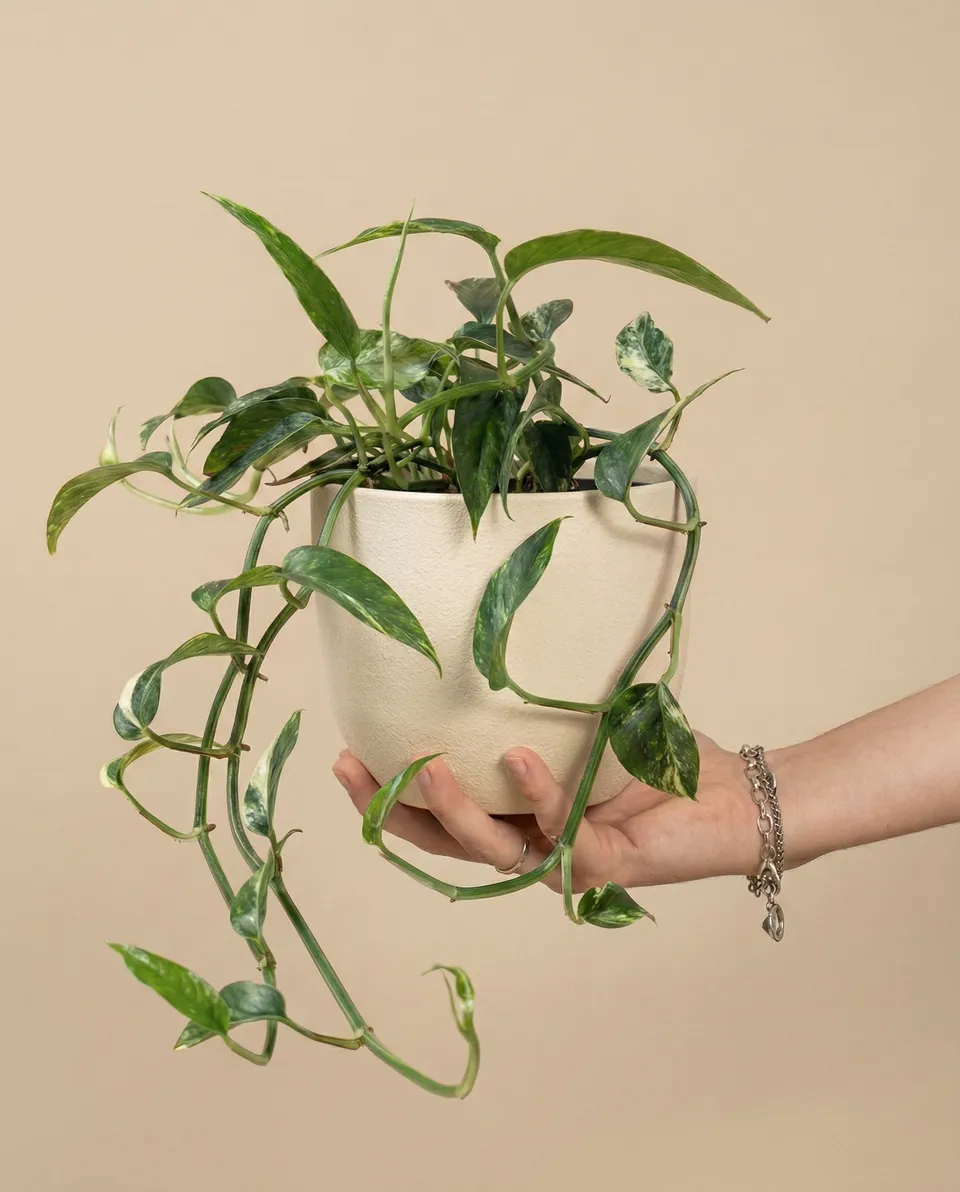 feey-epipremnum-pinnatum-variegata-panaschierte-h-ngepflanze image 1