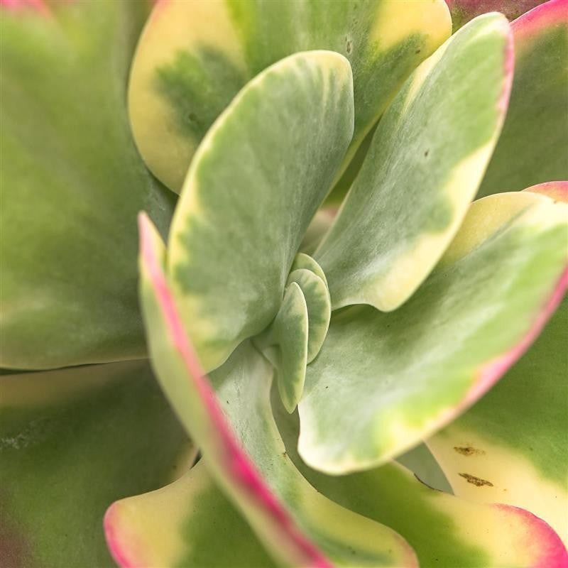 pasiora-kalanchoe-thyrsiflora-rainbow-sukkulente-17cm image 2