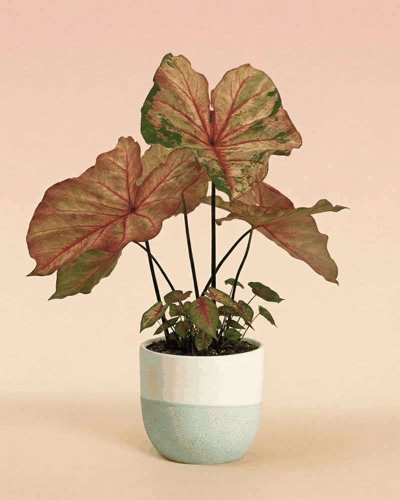 feey-caladium-autumn-beauty-gro-e-saisonale-zimmerpflanze image 4
