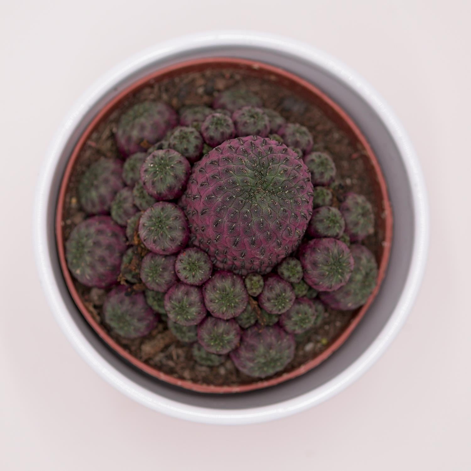 pasiora-sulcorebutia-rauschii-violet-kaktus-10-5cm-topf image 3
