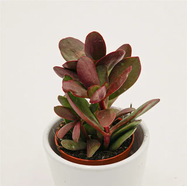 pasiora-crassula-nudicaulis-burgundy-sukkulente-5-5cm-topf image 1