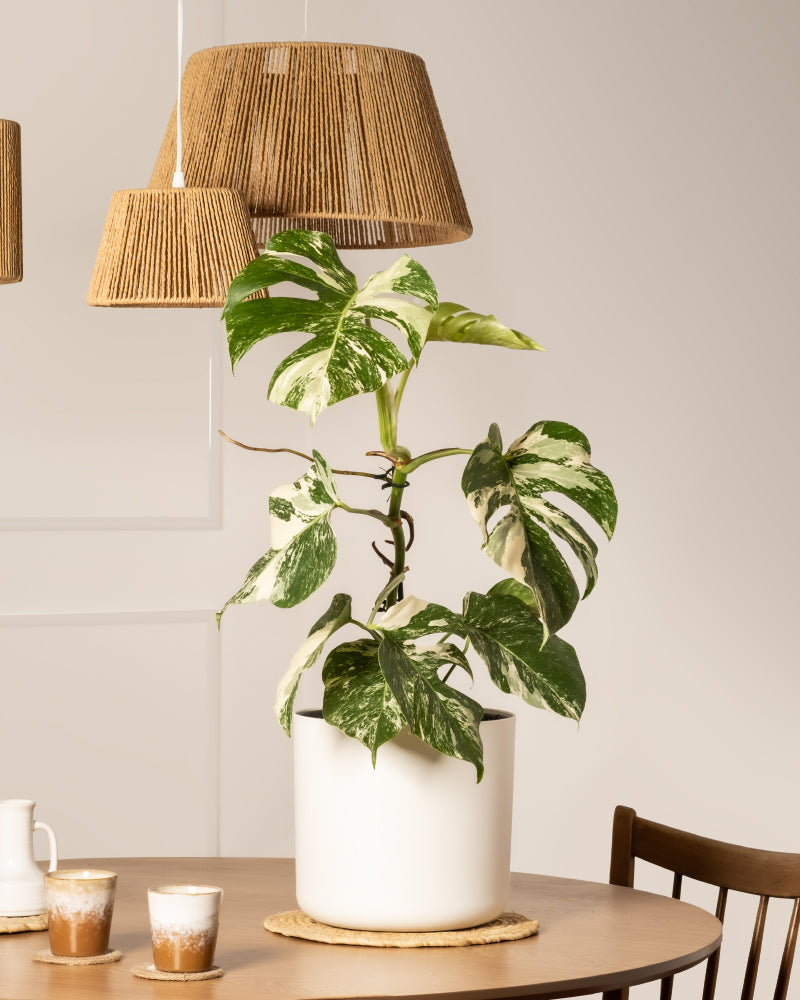 feey-monstera-deliciosa-variegata-fensterblatt-rarit-t image 4