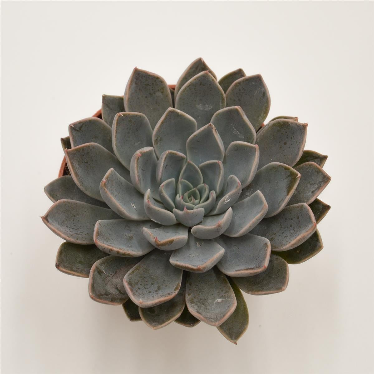pasiora-x-graptoveria-fontaine-sukkulente-8-5cm image 1