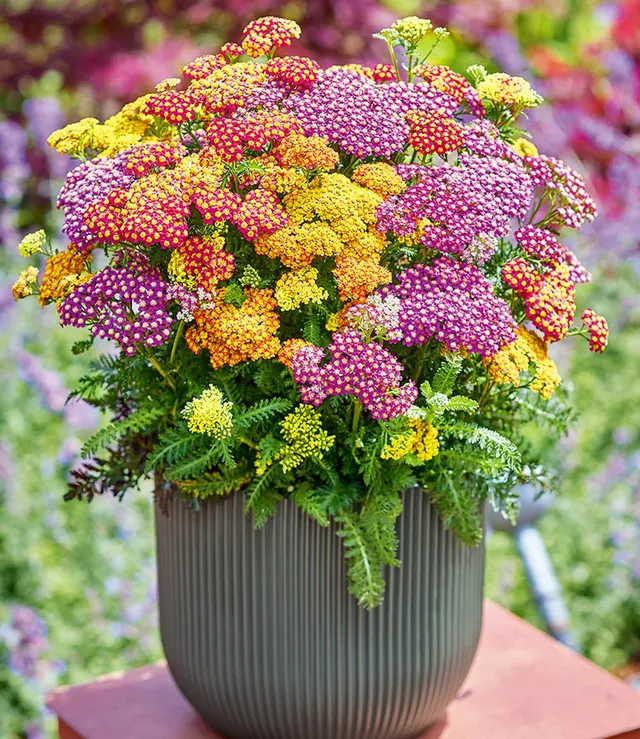 baldur-garten-achillea-mix-milly-rock-schafgarbe-3er-set-im-9x9-cm-topf image 1