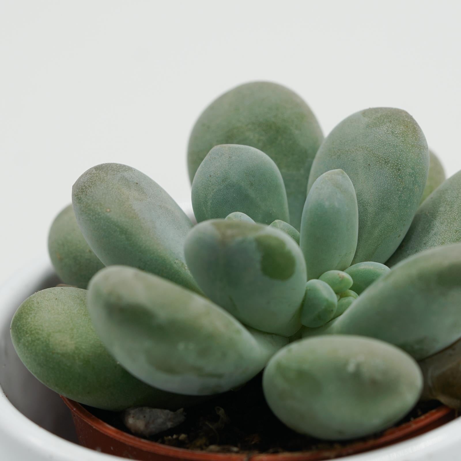 pasiora-pachyphytum-cuicatecanum-sukkulente-5-5cm-topf image 3