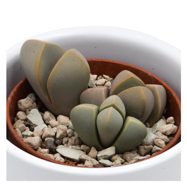 pasiora-lapidaria-margaretae-mini-sukkulente-5-5cm image 1