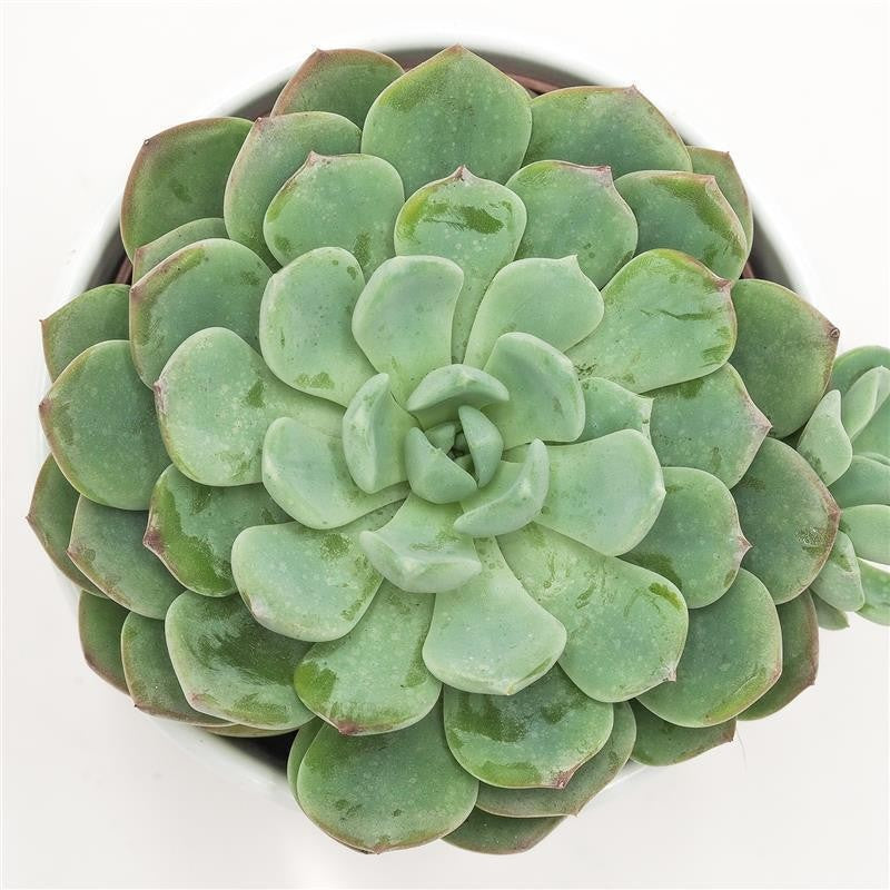 pasiora-echeveria-garoto-rosetten-sukkulente-10-5cm image 2