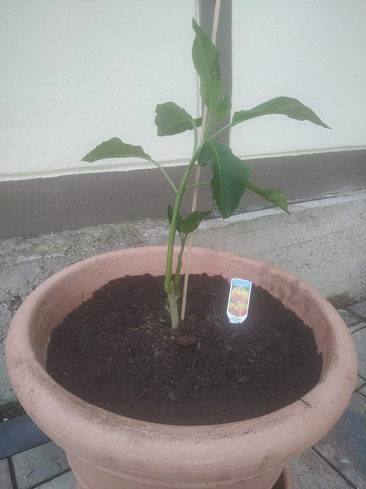 Gute Pflanze für den Sommer