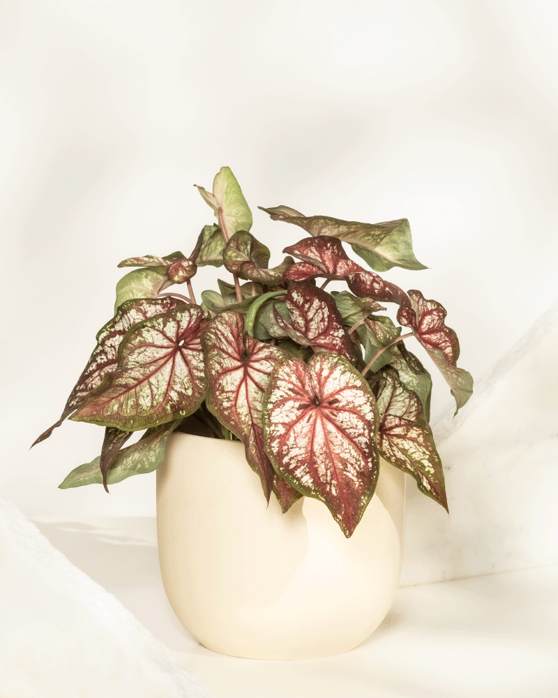feey-caladium-bicolor-kaladie-buntwurz-zimmerpflanze image 7