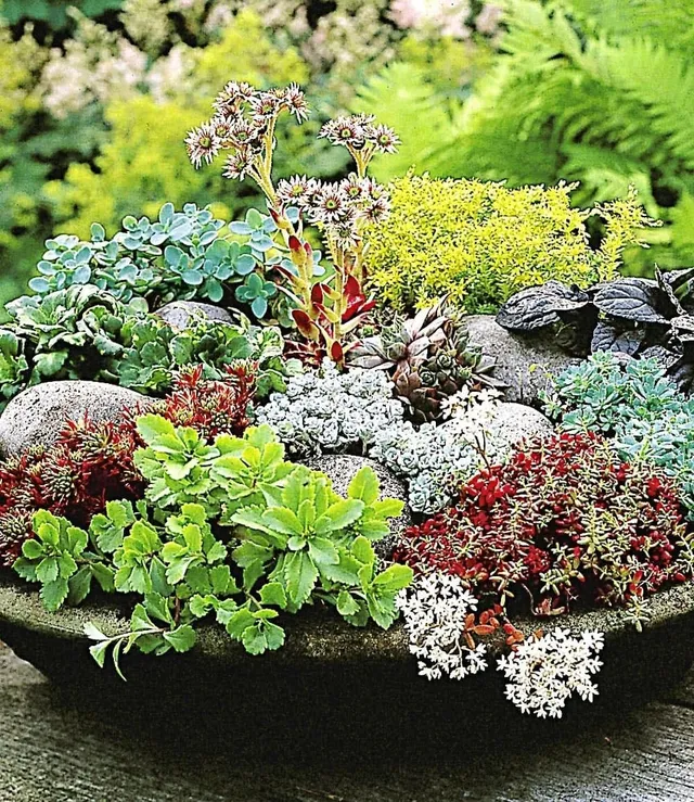 baldur-garten-6er-winterharte-sedum-mischung-fetthenne-9x9-cm image 1