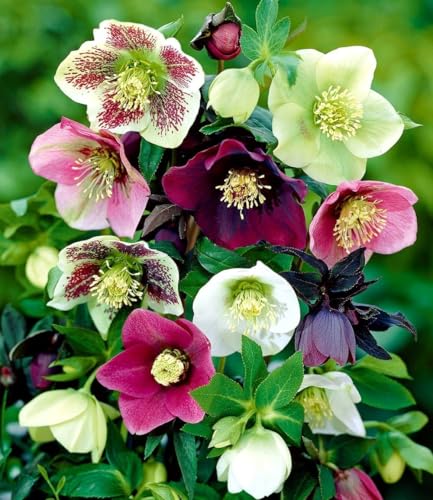 baldur-garten-9er-christrosen-mix-winter-dreams-winterharte-stauden image 2