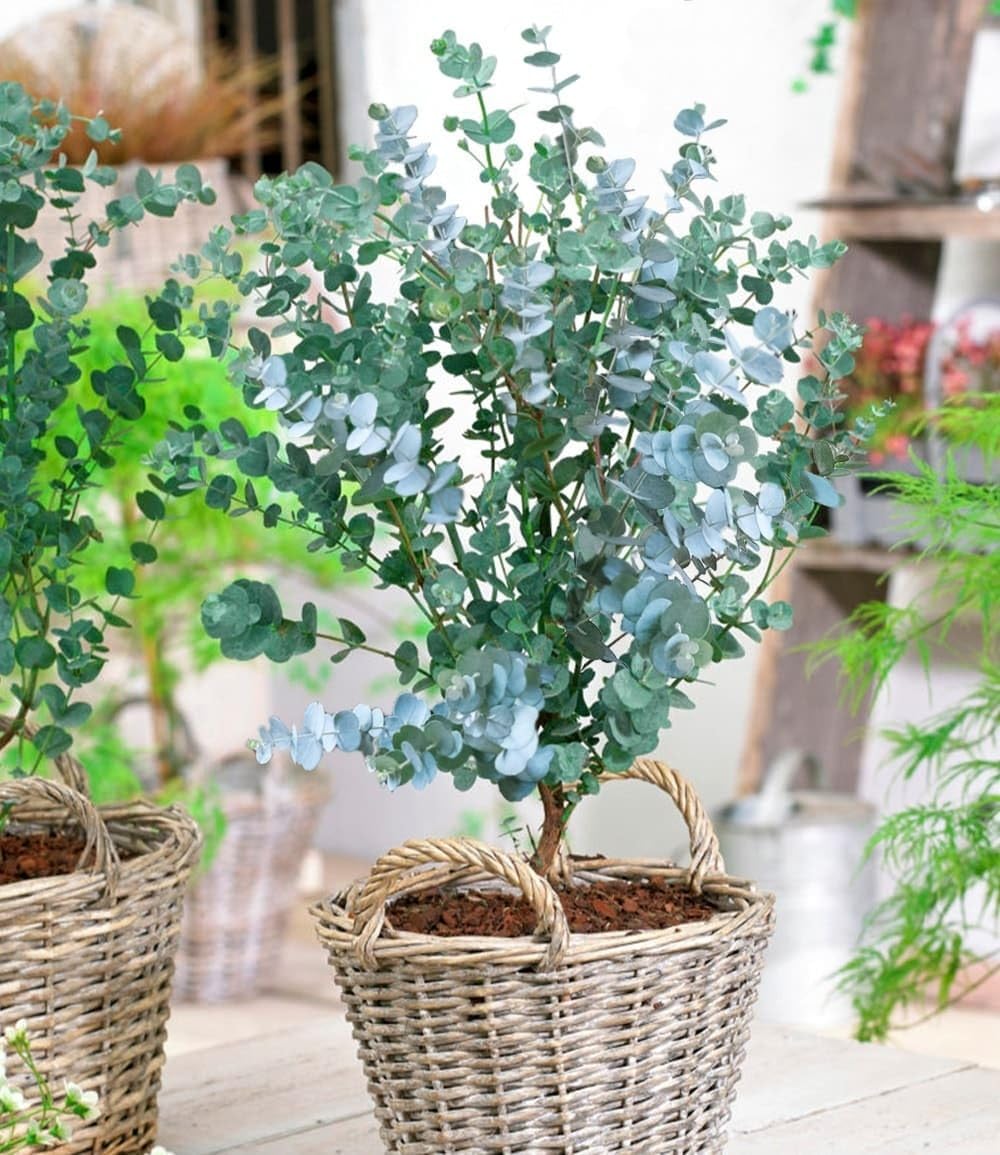baldur-garten-winterharter-eukalyptus-azura-im-15-cm-topf image 1