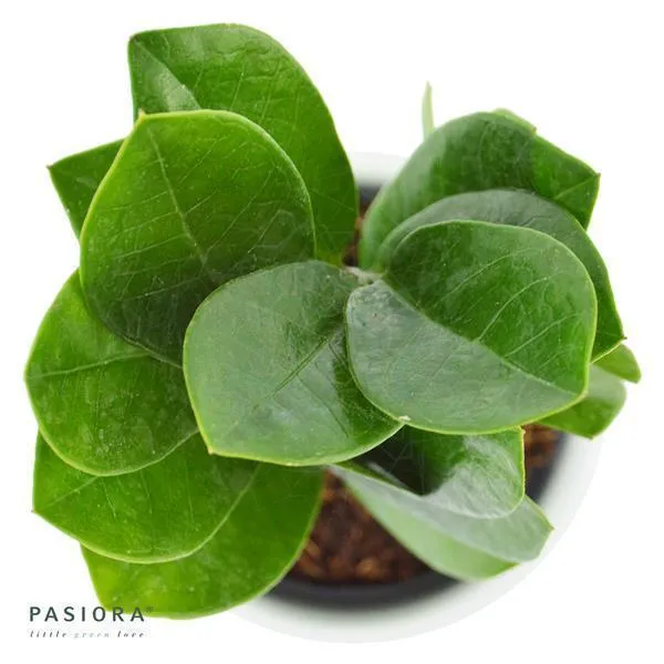 pasiora-zamioculcas-zamiifolia-gl-cksfeder-6cm image 1