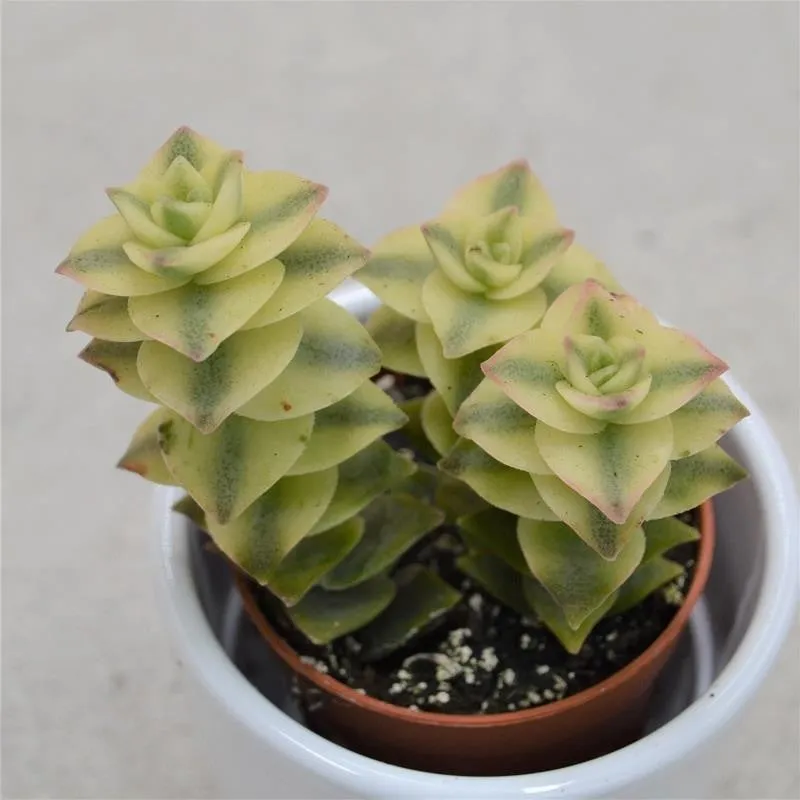pasiora-crassula-perforata-variegata-sukkulente-5-5cm image 1