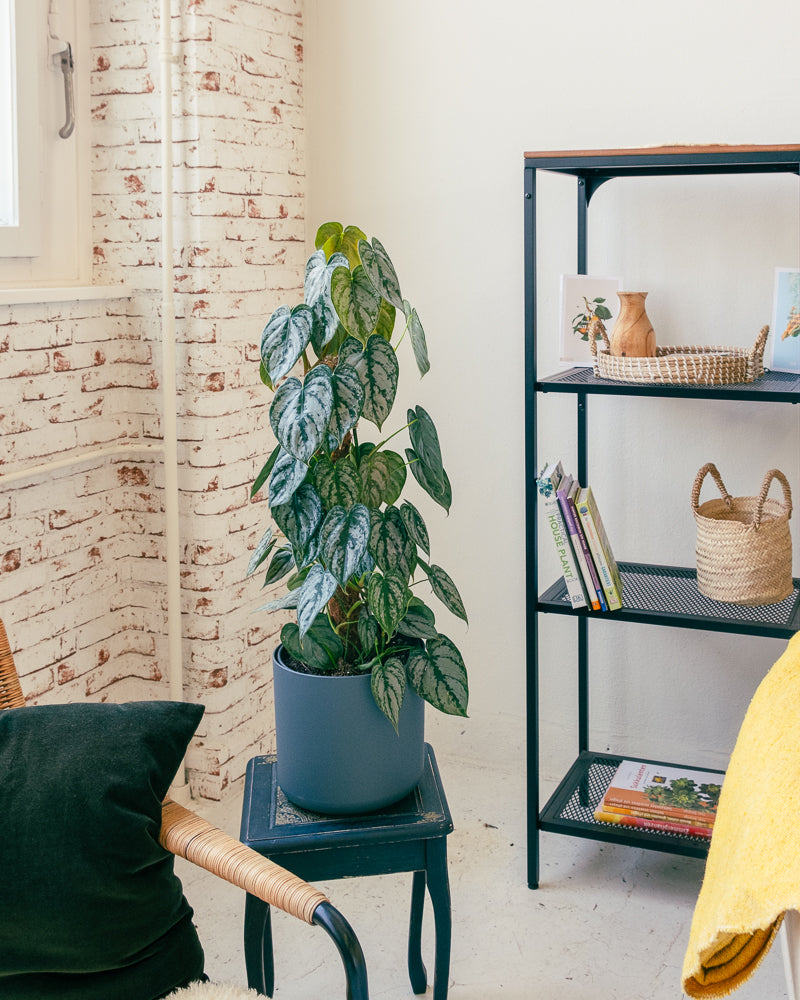 feey-philodendron-brandtianum image 5
