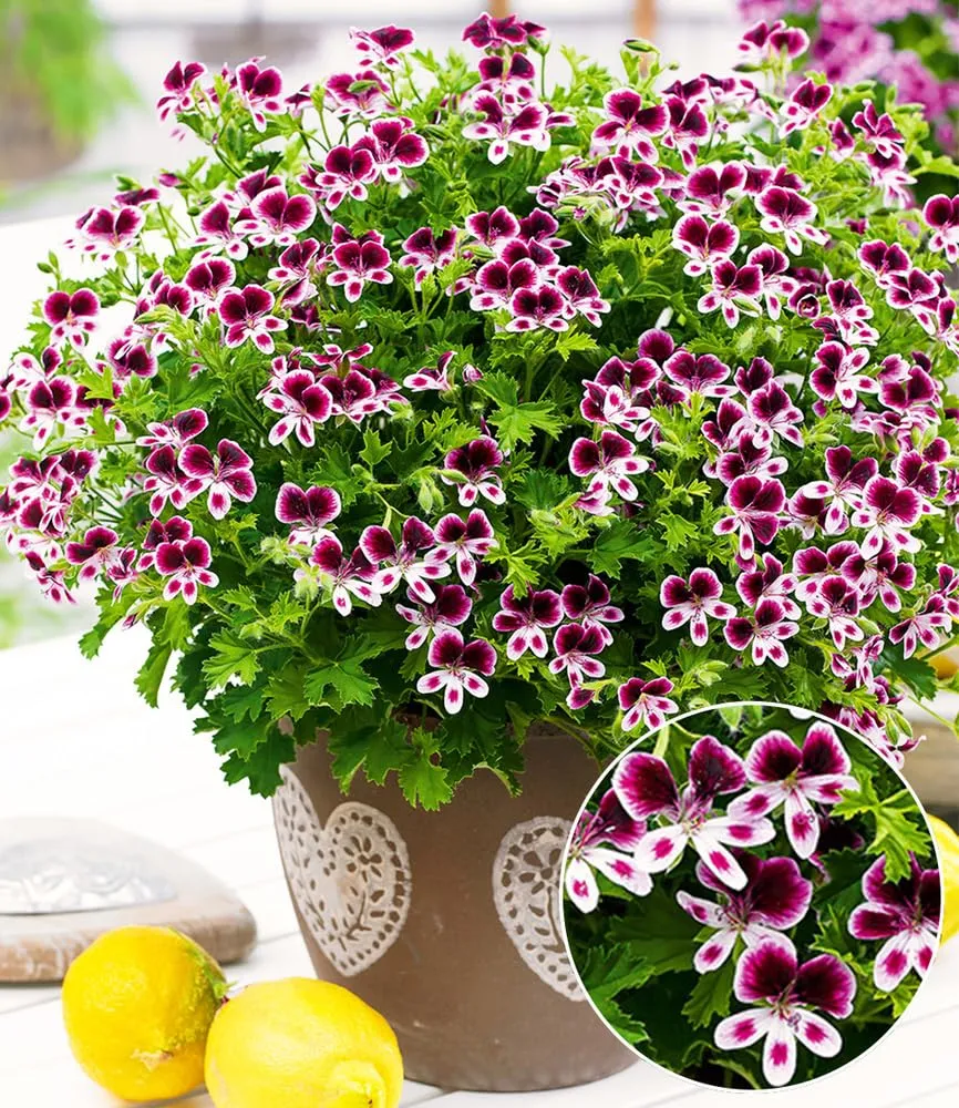 baldur-garten-3x-duft-geranie-mosquitaway-eva-im-10-5-cm-topf image 1