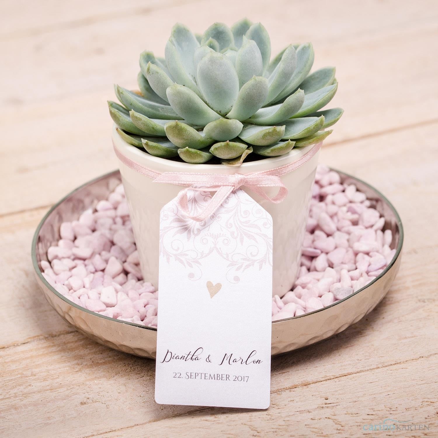 pasiora-sukkulenten-gastgeschenke-set-zum-zusammenstellen image 6