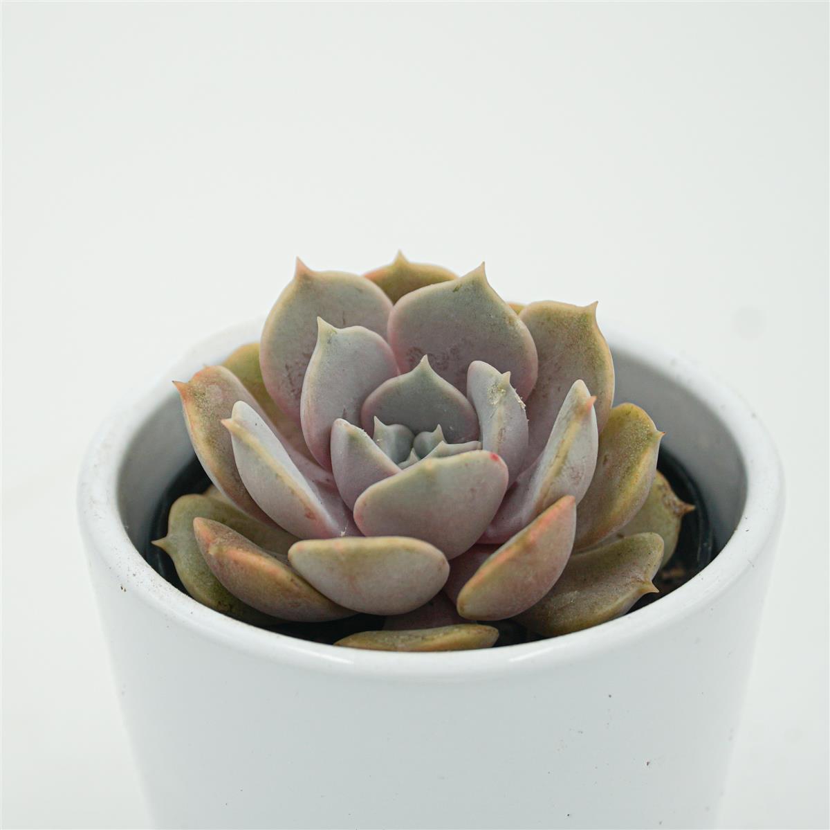 pasiora-echeveria-lola-f-purpur-sukkulente-6cm-topf image 1