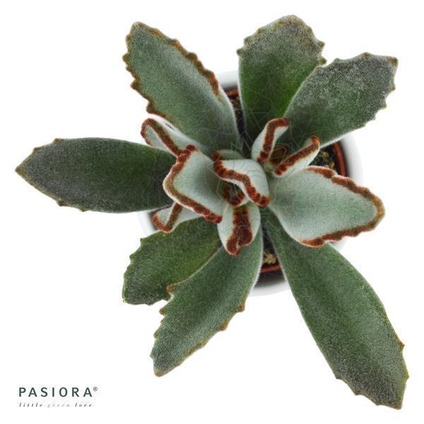 pasiora-kalanchoe-tomentosa-katzenohr-sukkulente-6cm image 2