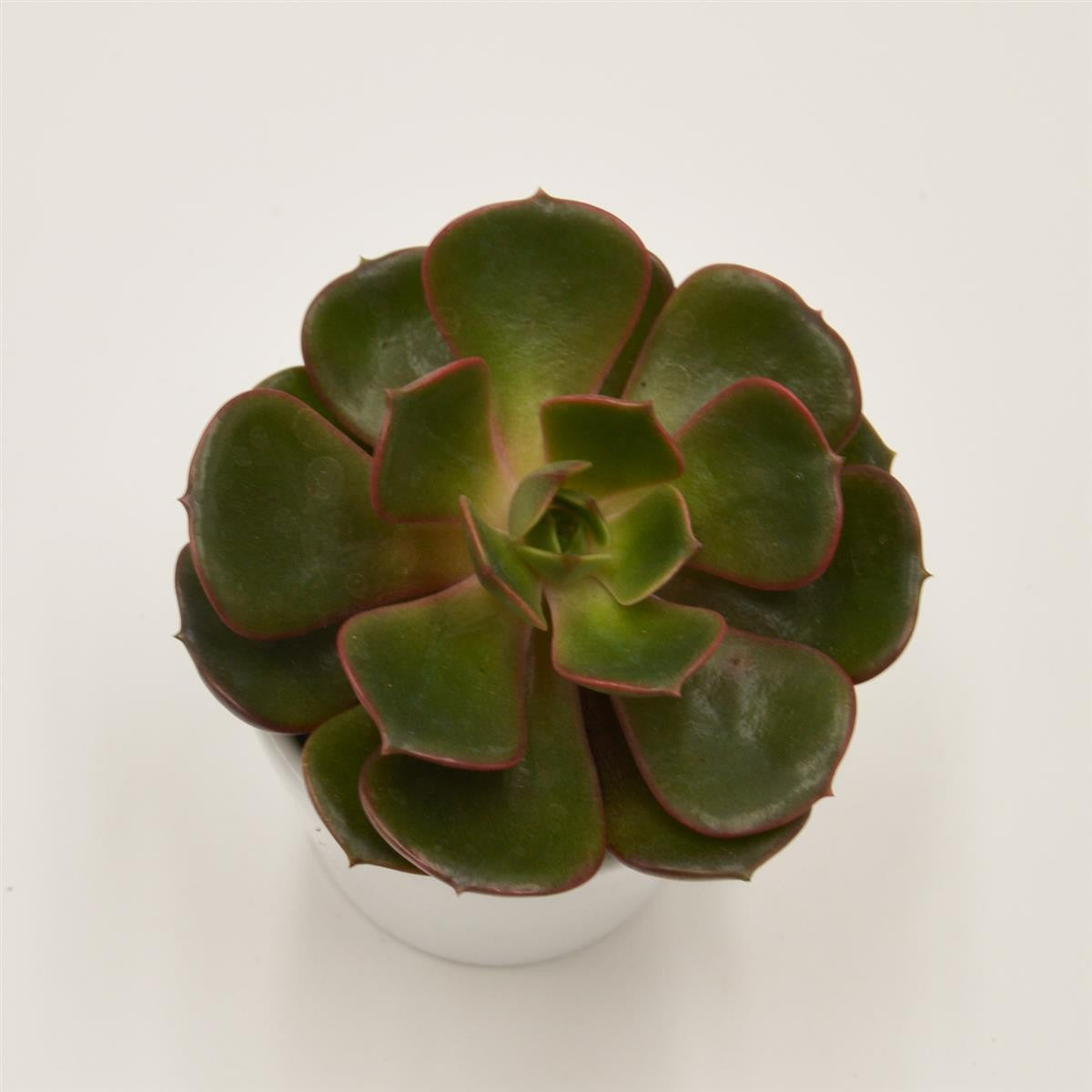 pasiora-echeveria-red-robe-sukkulente-6cm-topf image 2