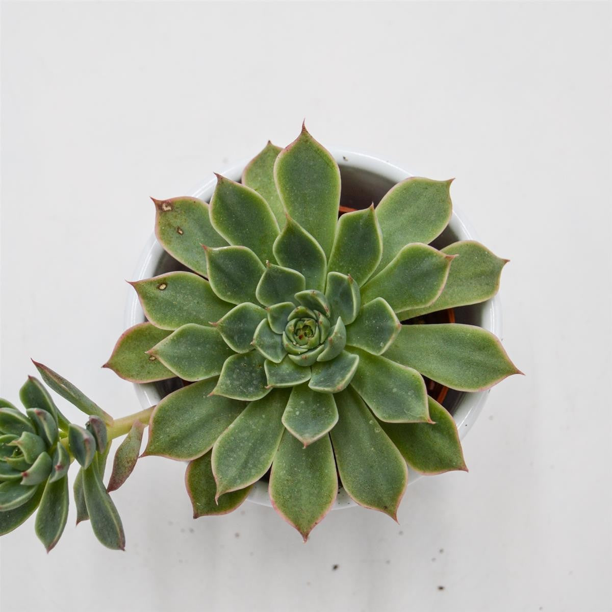 pasiora-graptopetalum-altair-sukkulente-5-5cm-topf image 2