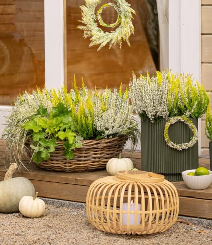 baldur-garten-2x-calluna-knospenheide-trio-lemon-cheesecake-im-11-cm-topf image 5