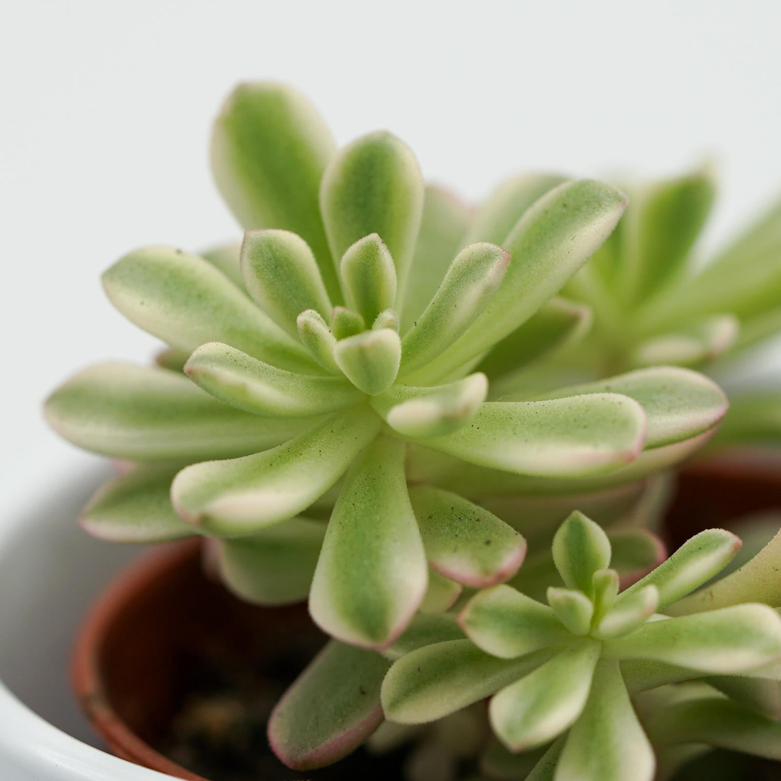 pasiora-sedum-joyce-tulloch-f-variegata-5-5cm image 2