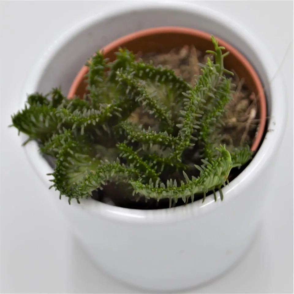 pasiora-euphorbia-pugniformis-f-cristata-sukkulente-5-5cm image 1