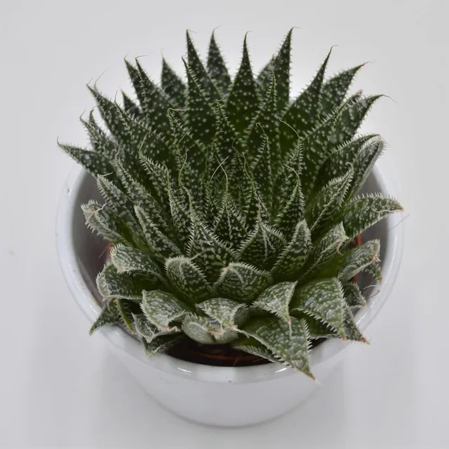 pasiora-aloe-magic-sukkulente-8-5cm-topf image 1